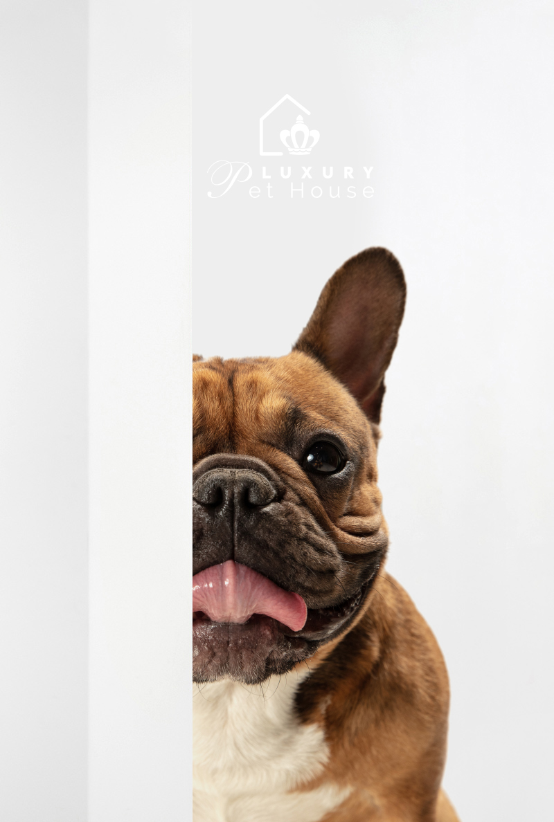 immagine del logo e cane per sito di luxury pet house